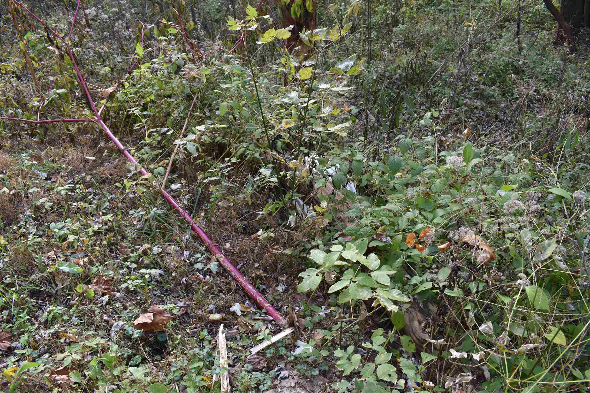 Rabbit Hash Rd Union Burlington, KY 41005 - Photo 18 of 24 Gallery Image 18
