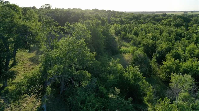 a view of a forest with a street