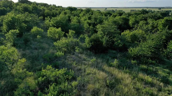 a view of a lots of trees