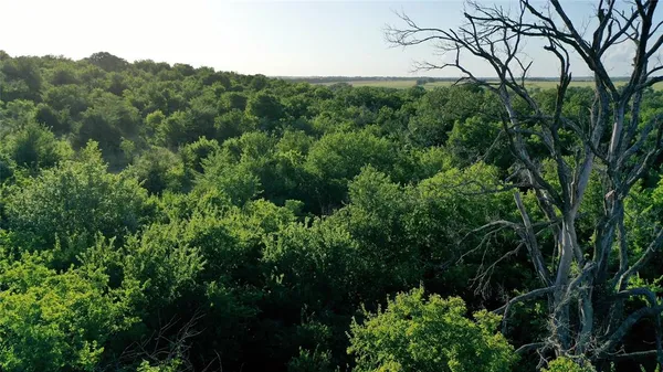 a view of a lush green forest with lots of trees