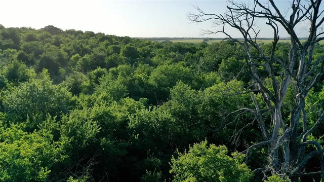 a view of a lush green forest with lots of trees