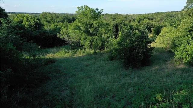 a view of a lush green forest with lots of trees