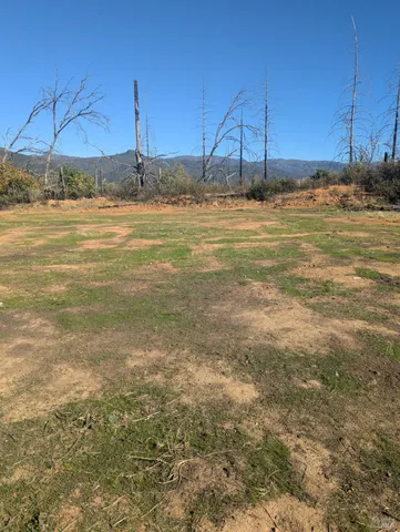 a view of a yard with plants and trees