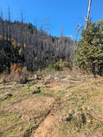 a view of a forest with a yard