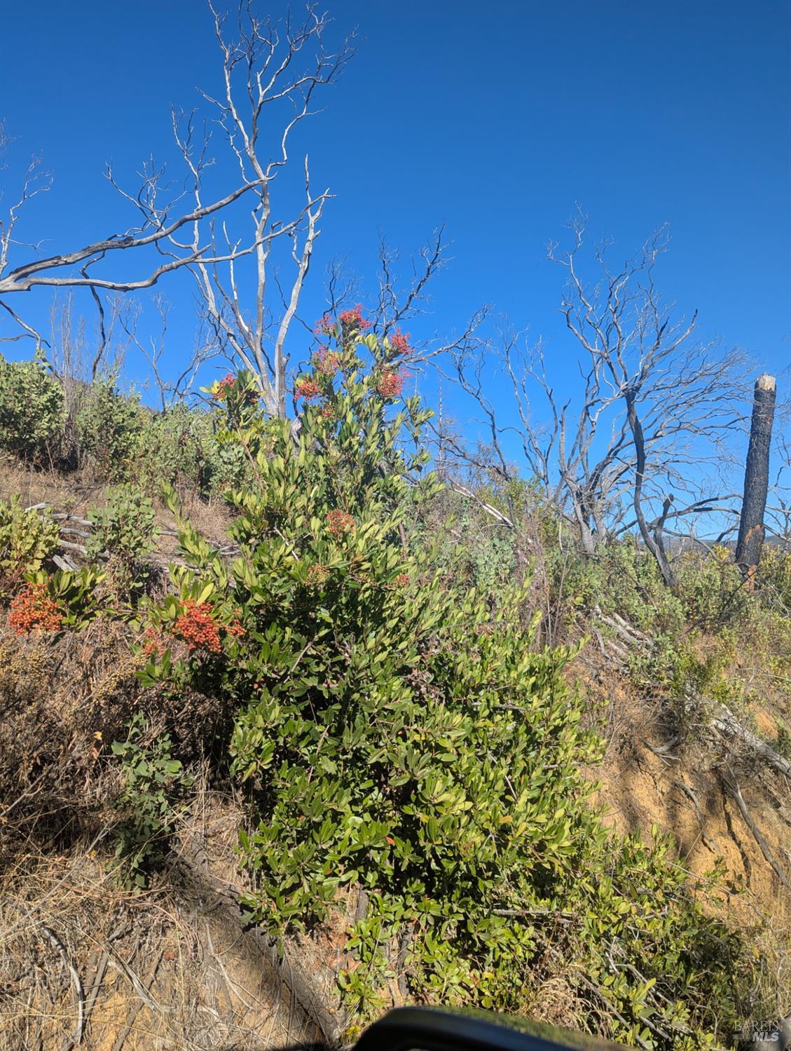 1833 Hunter Point Road Upper Lake, CA 95485 - Photo 39 of 65 a view of a backyard