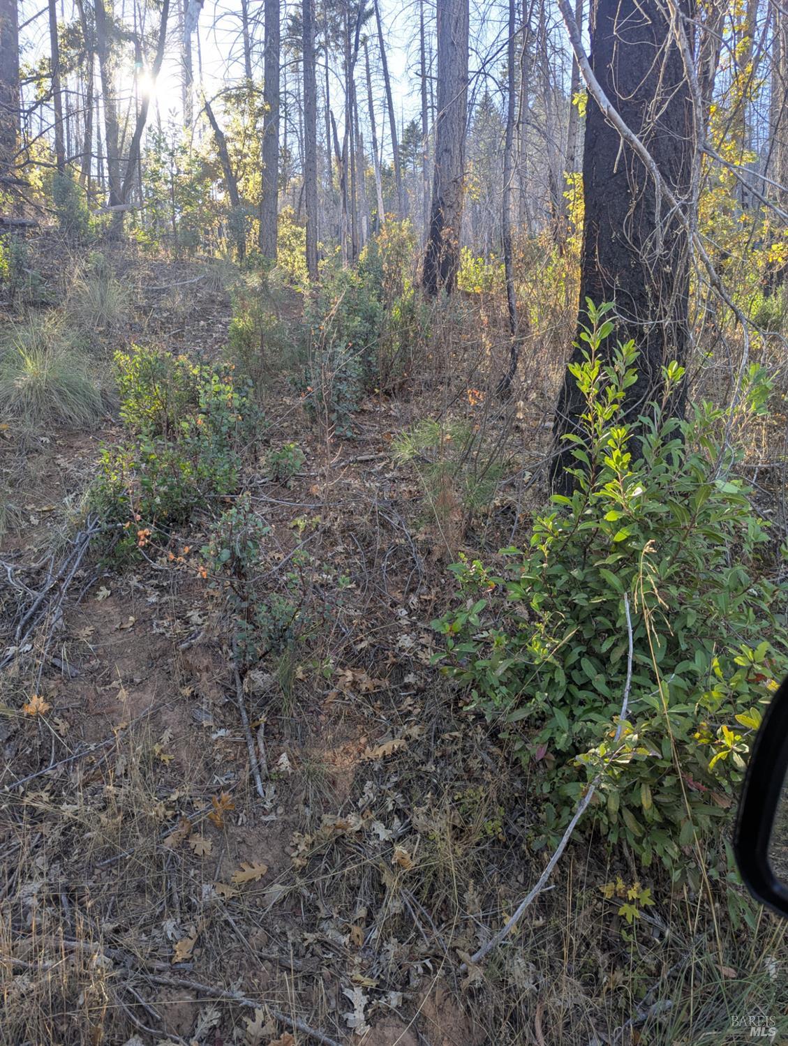 1833 Hunter Point Road Upper Lake, CA 95485 - Photo 60 of 65 a view of a yard with plants and trees