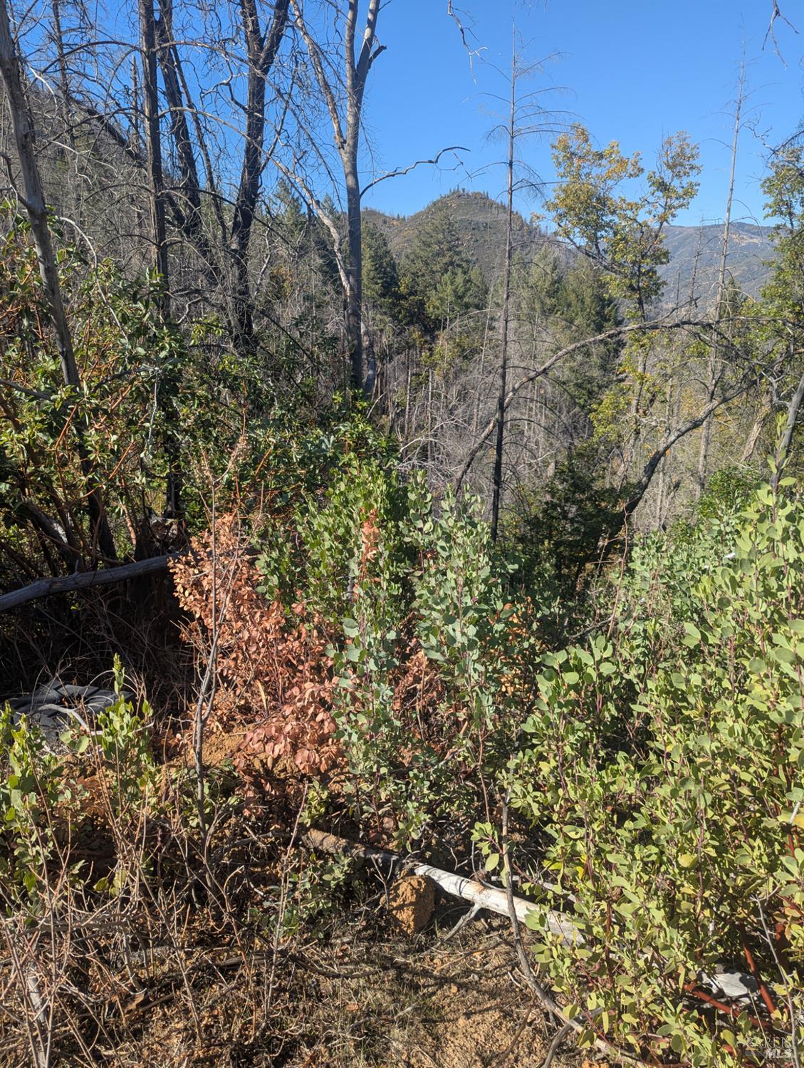 1833 Hunter Point Road Upper Lake, CA 95485 - Photo 62 of 65 a view of a forest with a yard
