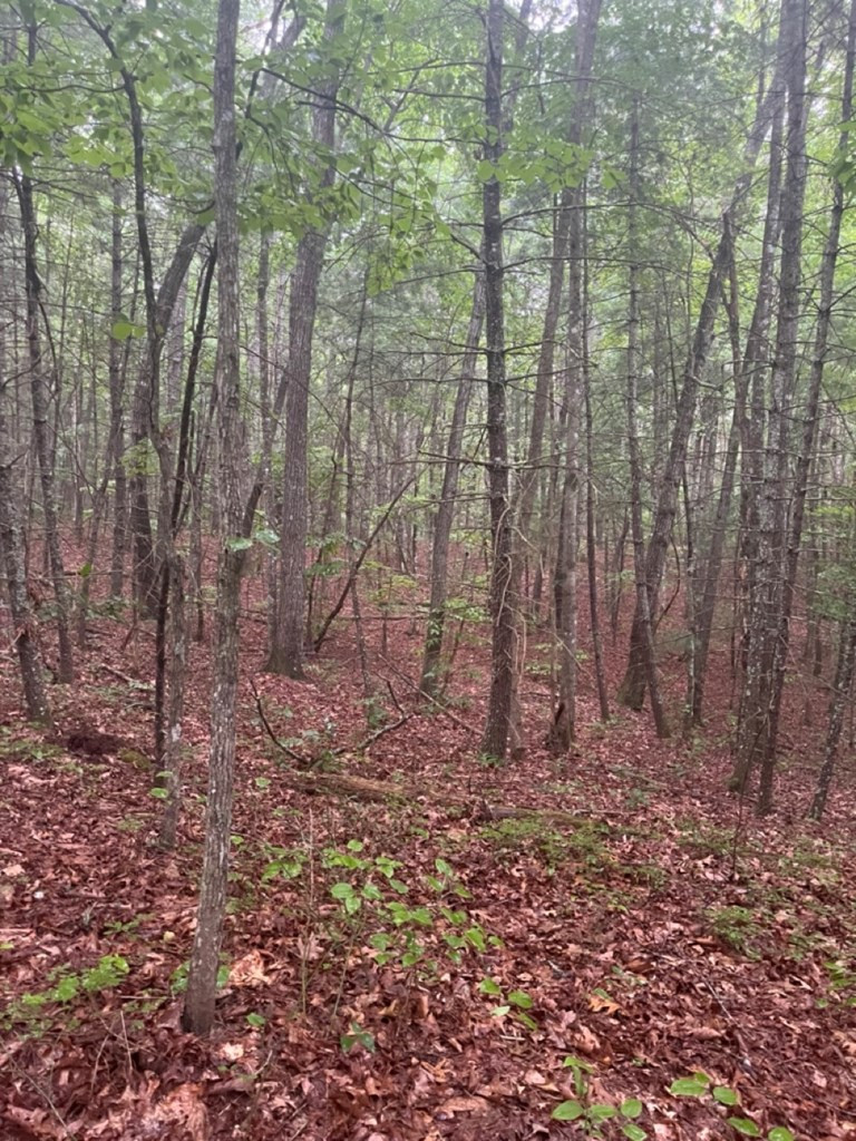 Lot 42 Timberline Road Murphy, NC 28906 - Photo 6 of 12