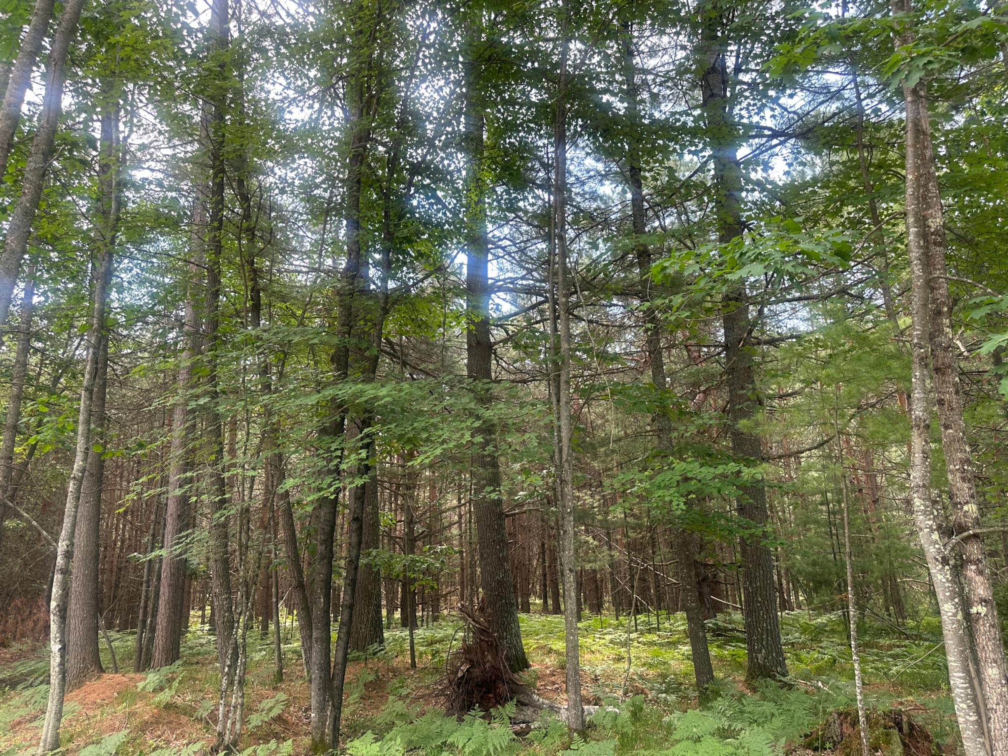 Lot 6 Pine Breeze Way Rhinelander, WI 54501 - Photo 5 of 6 Gallery Image 5