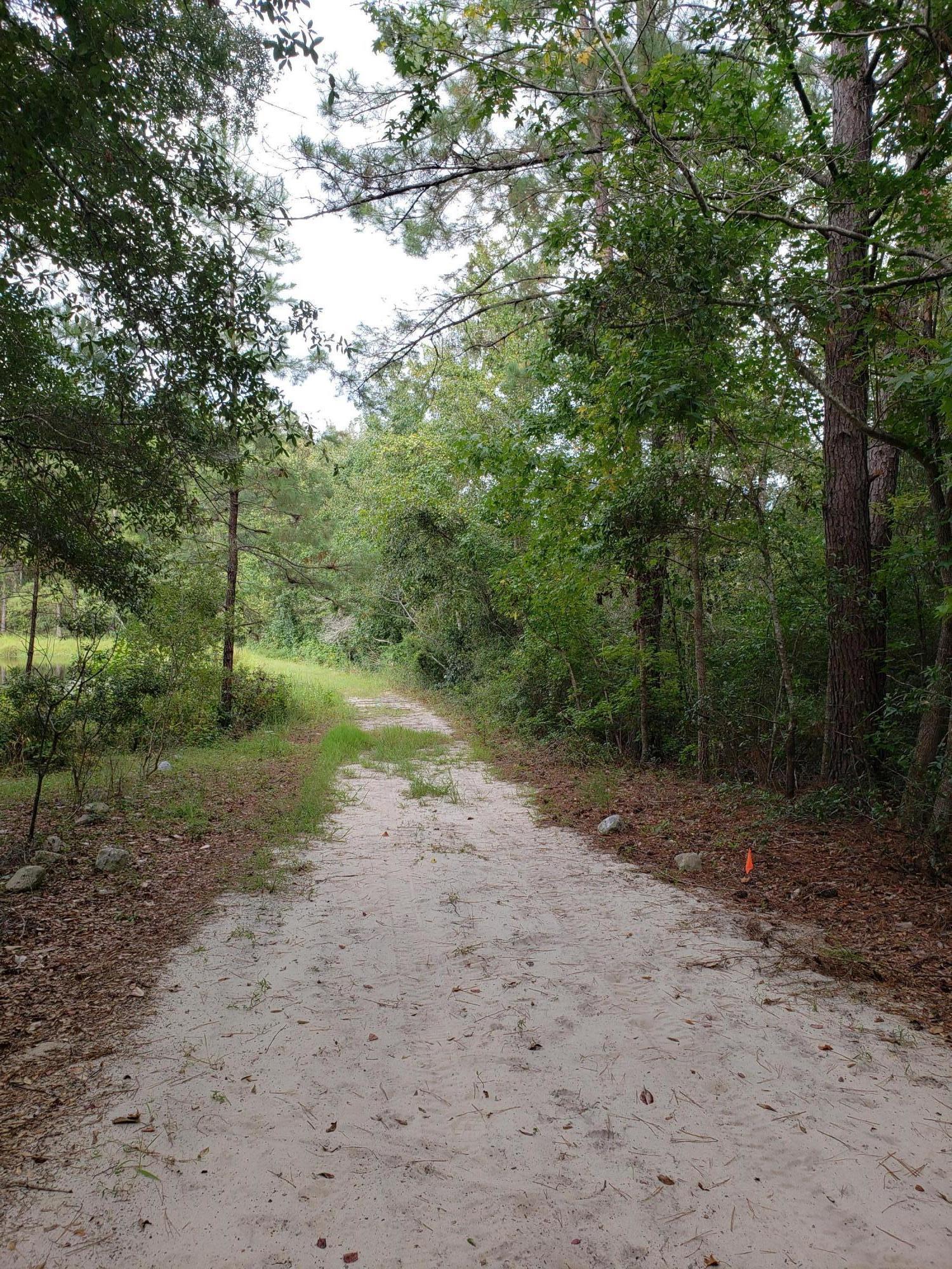 446 Mango Lane Freeport, FL 32439 - Photo 34 of 48 a view of a dirt road with large trees