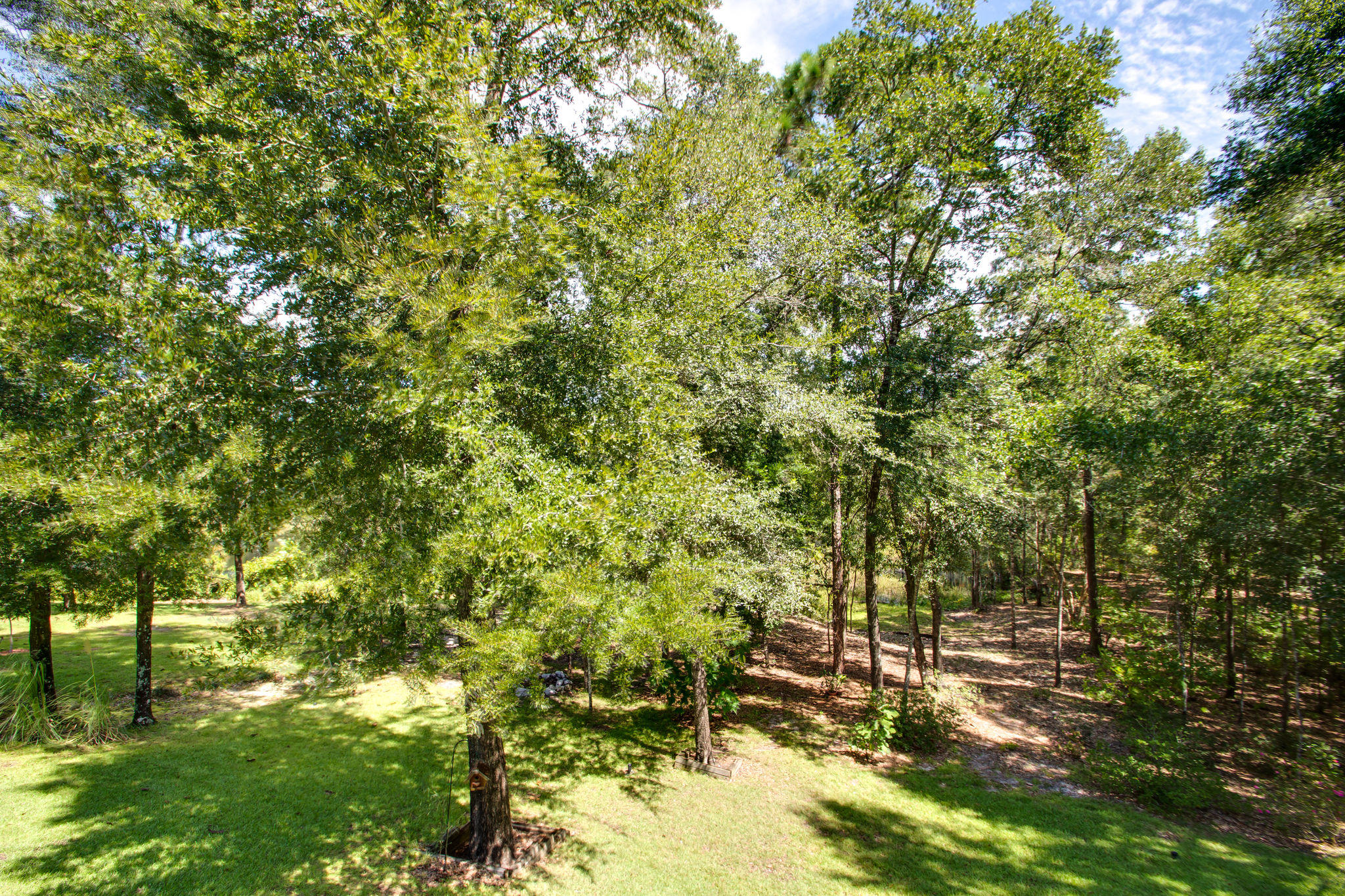 446 Mango Lane Freeport, FL 32439 - Photo 35 of 48 a view of a large yard with lots of green space