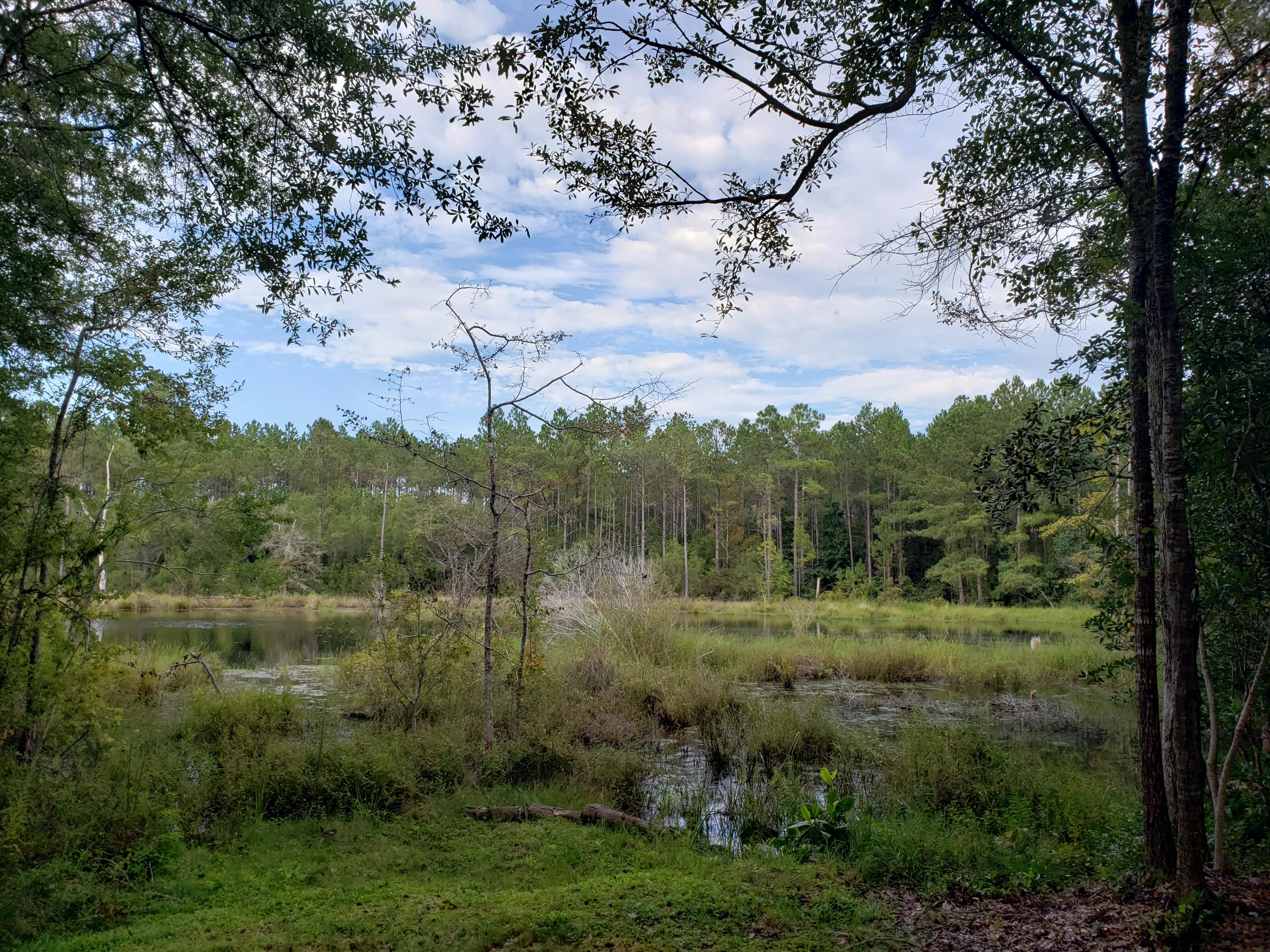 446 Mango Lane Freeport, FL 32439 - Photo 36 of 48 a view of a city with lush green forest