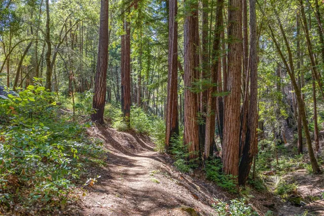 a view of a forest with trees