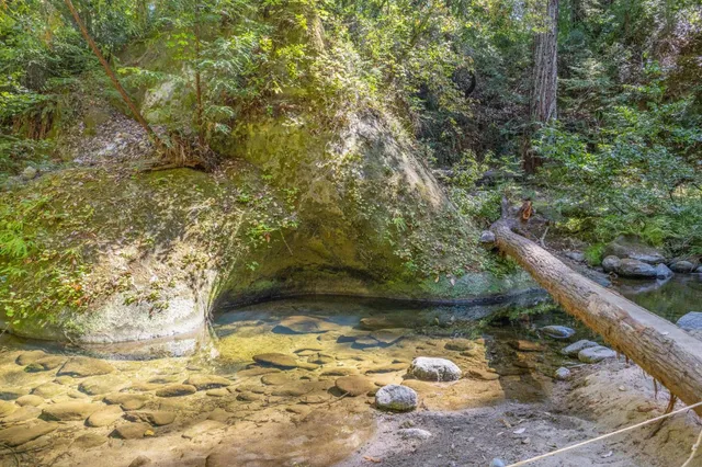a view of a yard with large trees
