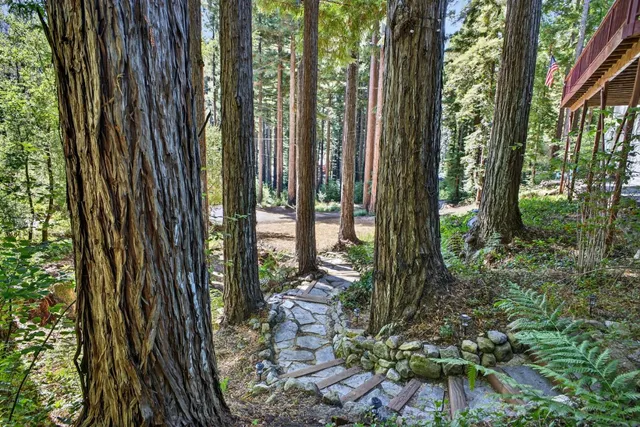 a view of backyard with potted plants and large tree