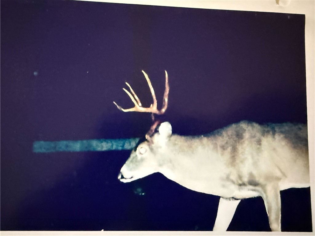 877 McKee Road Waverly Hall, GA 31831 - Photo 78 of 85