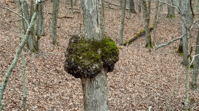 $1 | 0 Flucom East Road, Festus, MO 63028