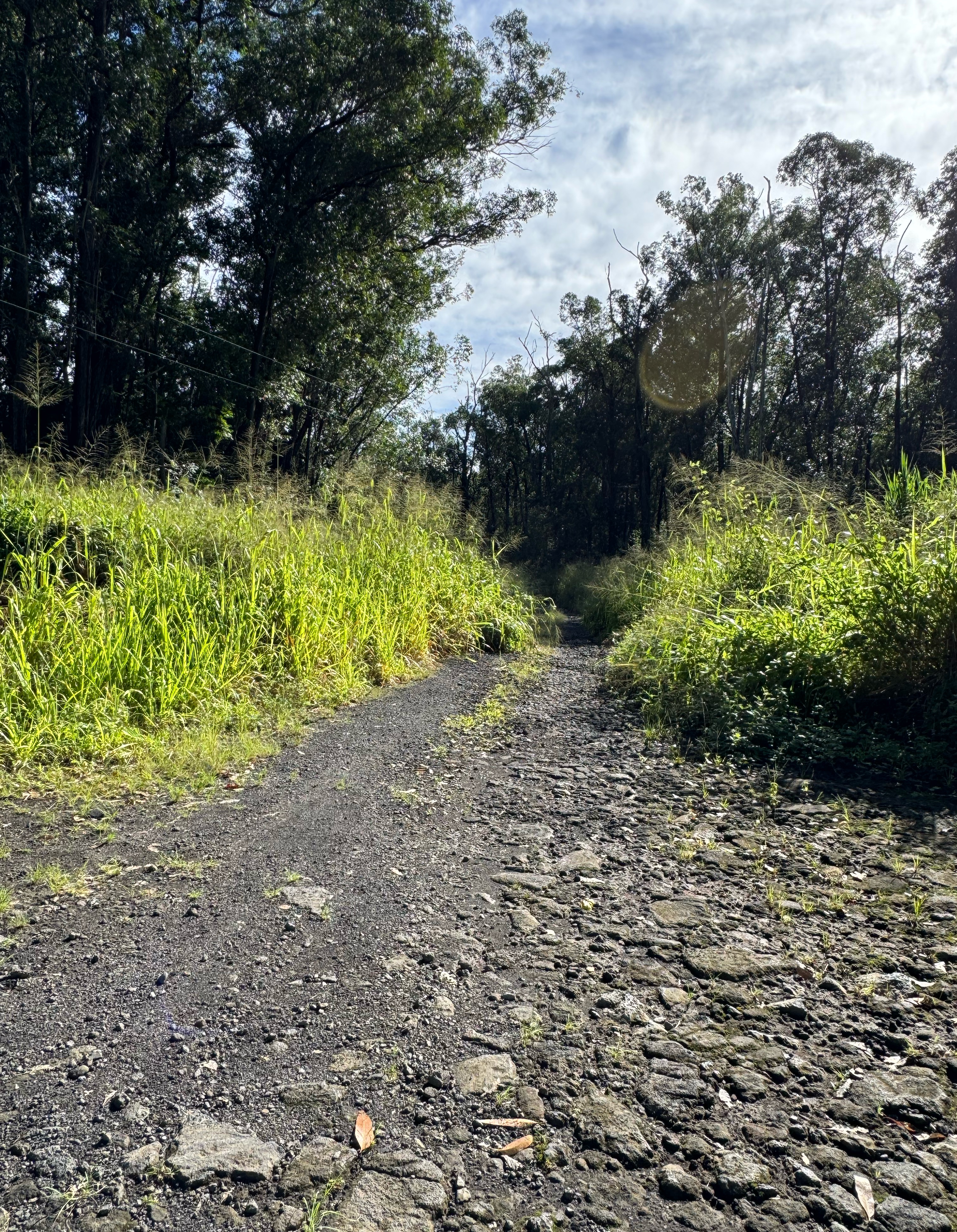 Wood Valley Road Pahala, HI 96777 - Photo 4 of 6 a view of a garden with plants