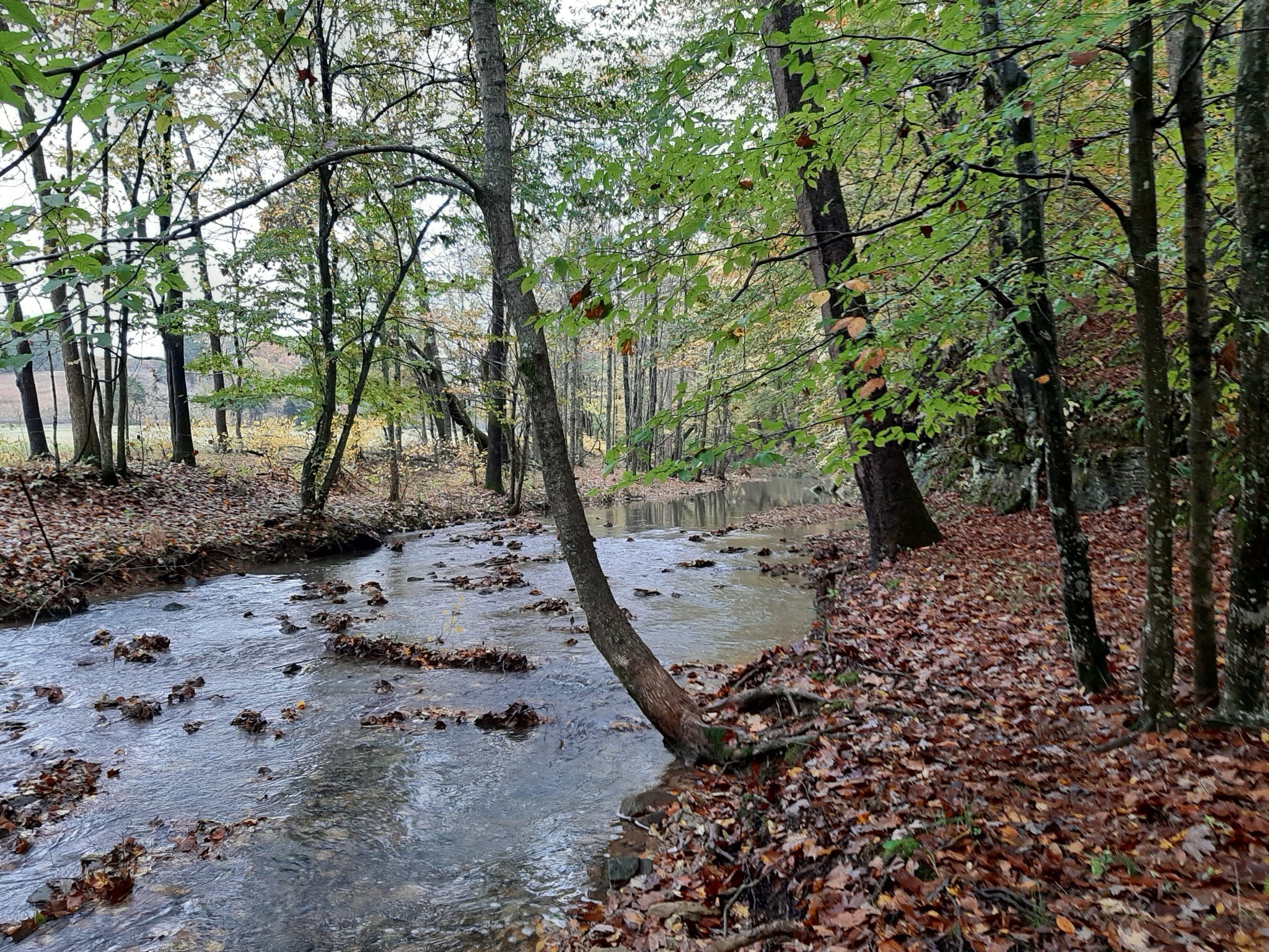 1345 Cowan Road Dickson, TN 37055 - Photo 54 of 68 a view of a forest filled with trees