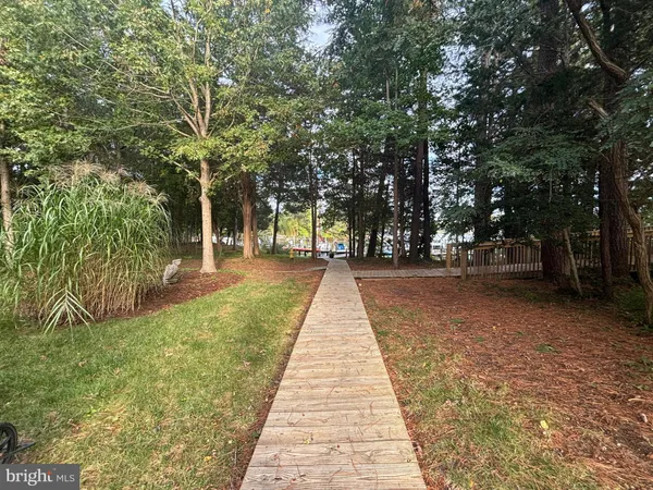 a park with large trees