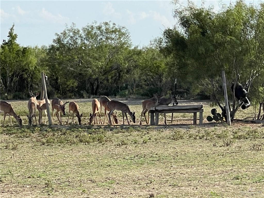 0 Loma Blanca Road Roma, TX 78584 - Photo 4 of 40 a backyard of a house with lots of green space
