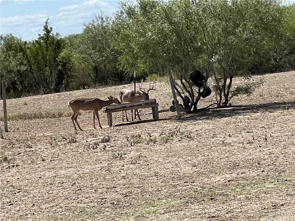 0 Loma Blanca Road Roma, TX 78584 - Photo 6 of 40 a view of a bench with wooden fence