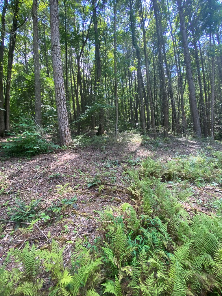 Undisclosed Address Blue Ridge, GA 30513 - Photo 2 of 15