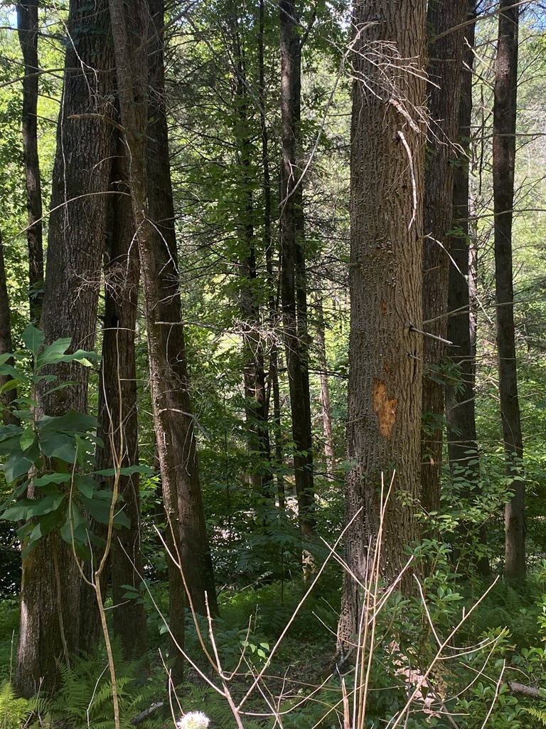 Undisclosed Address Blue Ridge, GA 30513 - Photo 4 of 15