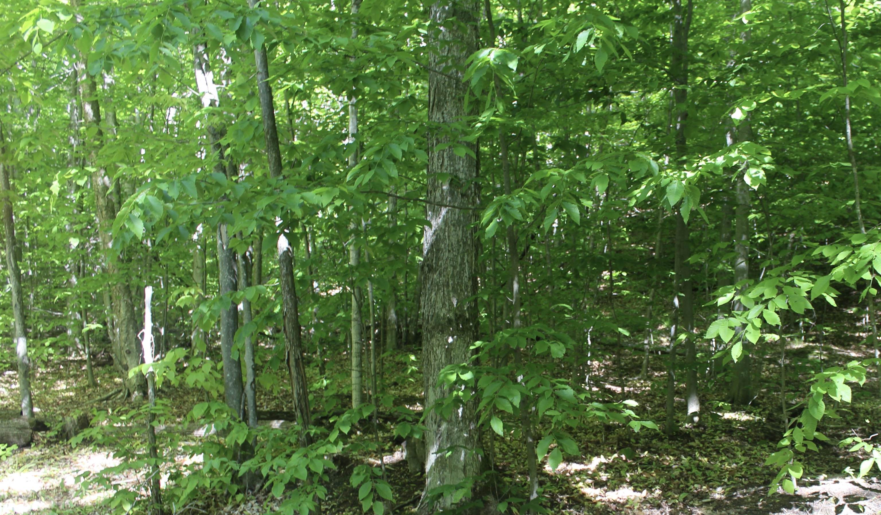 0 Crawford Road Ellsworth, MI 49729 - Photo 13 of 13