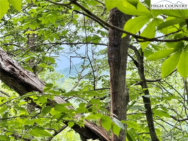 a view of forest