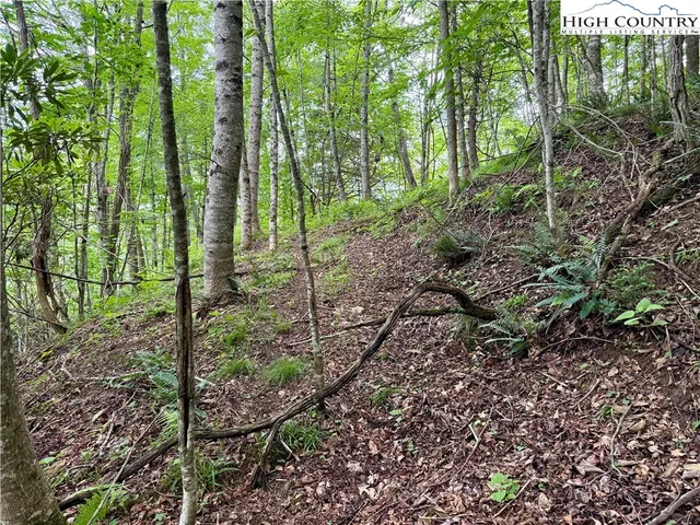 a view of a plant in a garden