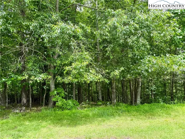 a view of a lush green forest