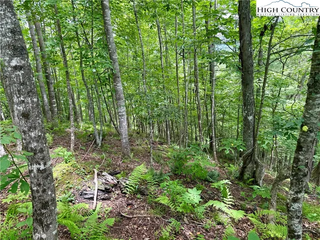 a view of a garden with plants