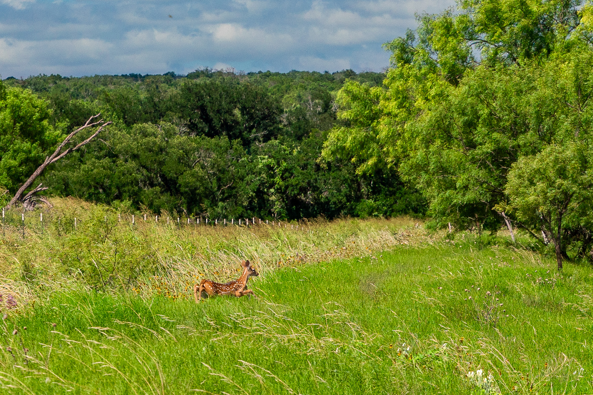8044 580th Street East Kempner, TX 76539 - Photo 20 of 40 Vast green spaces and a private setting, an ideal natural sanctuary.