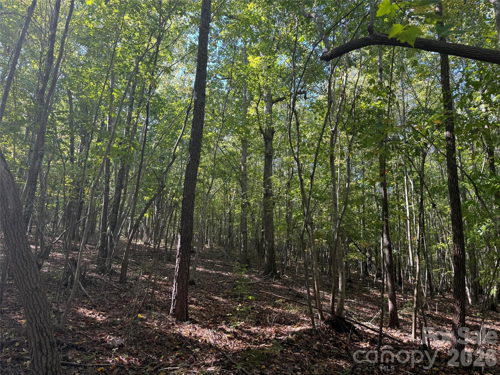 0 Biscoe Road Troy, NC 27371 - Photo 6 of 13