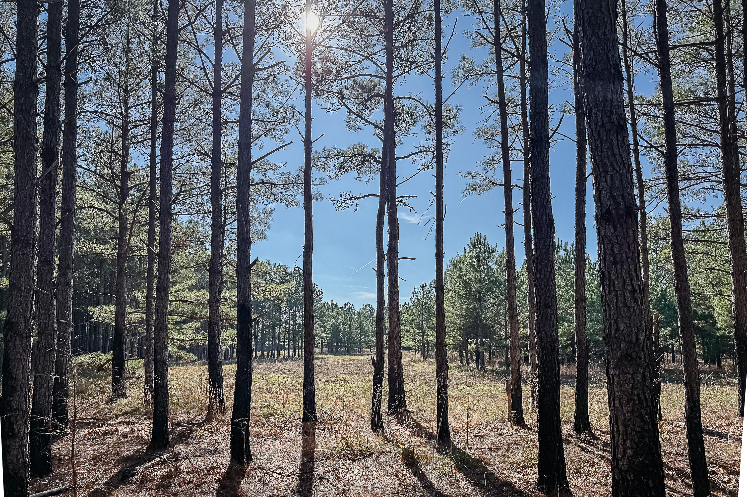 0 Leeds Road Carlisle, SC 29031 - Photo 13 of 29 Compass South Land Sales South Carolina