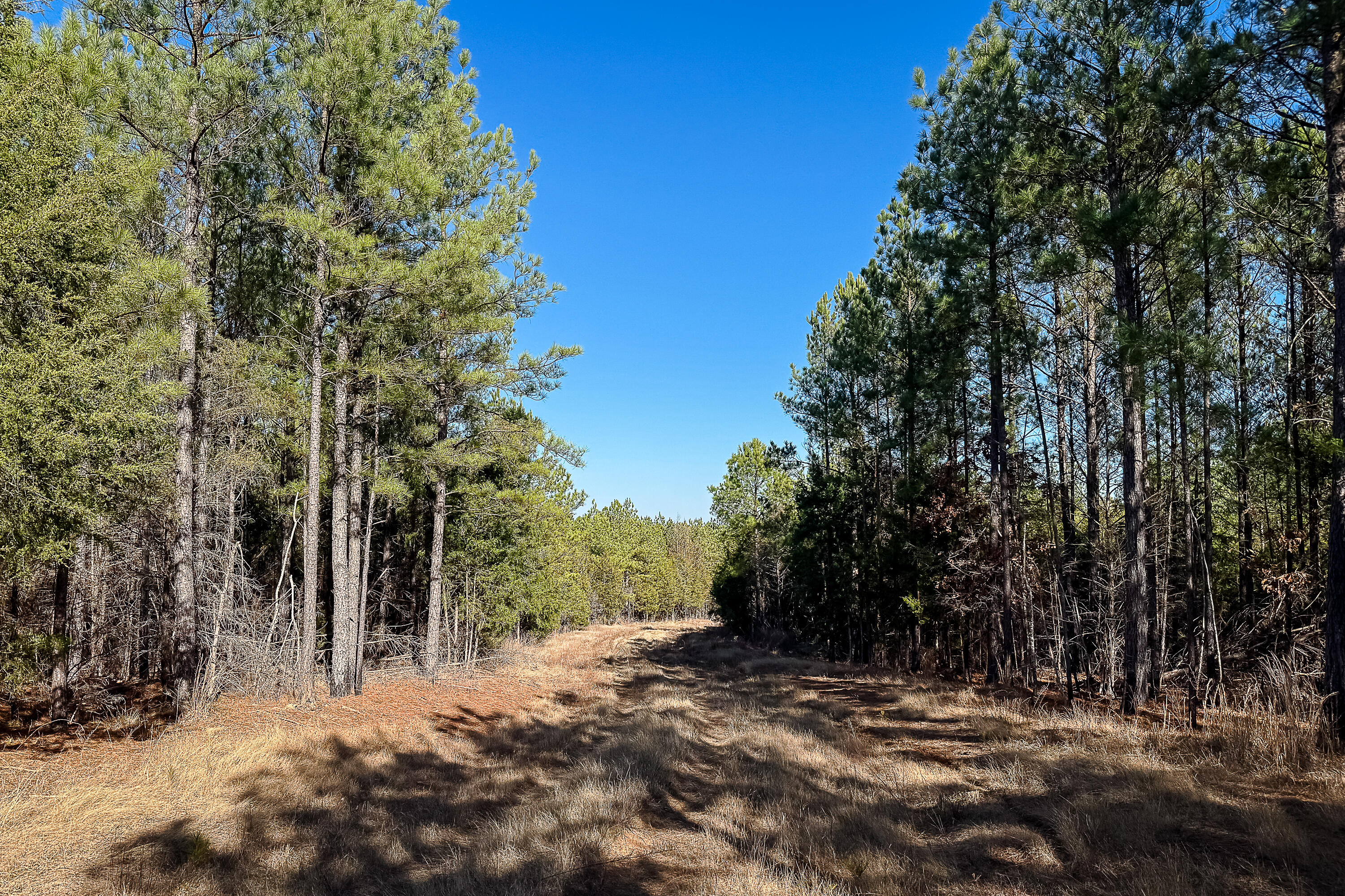 0 Leeds Road Carlisle, SC 29031 - Photo 20 of 29 Compass South Land Sales South Carolina