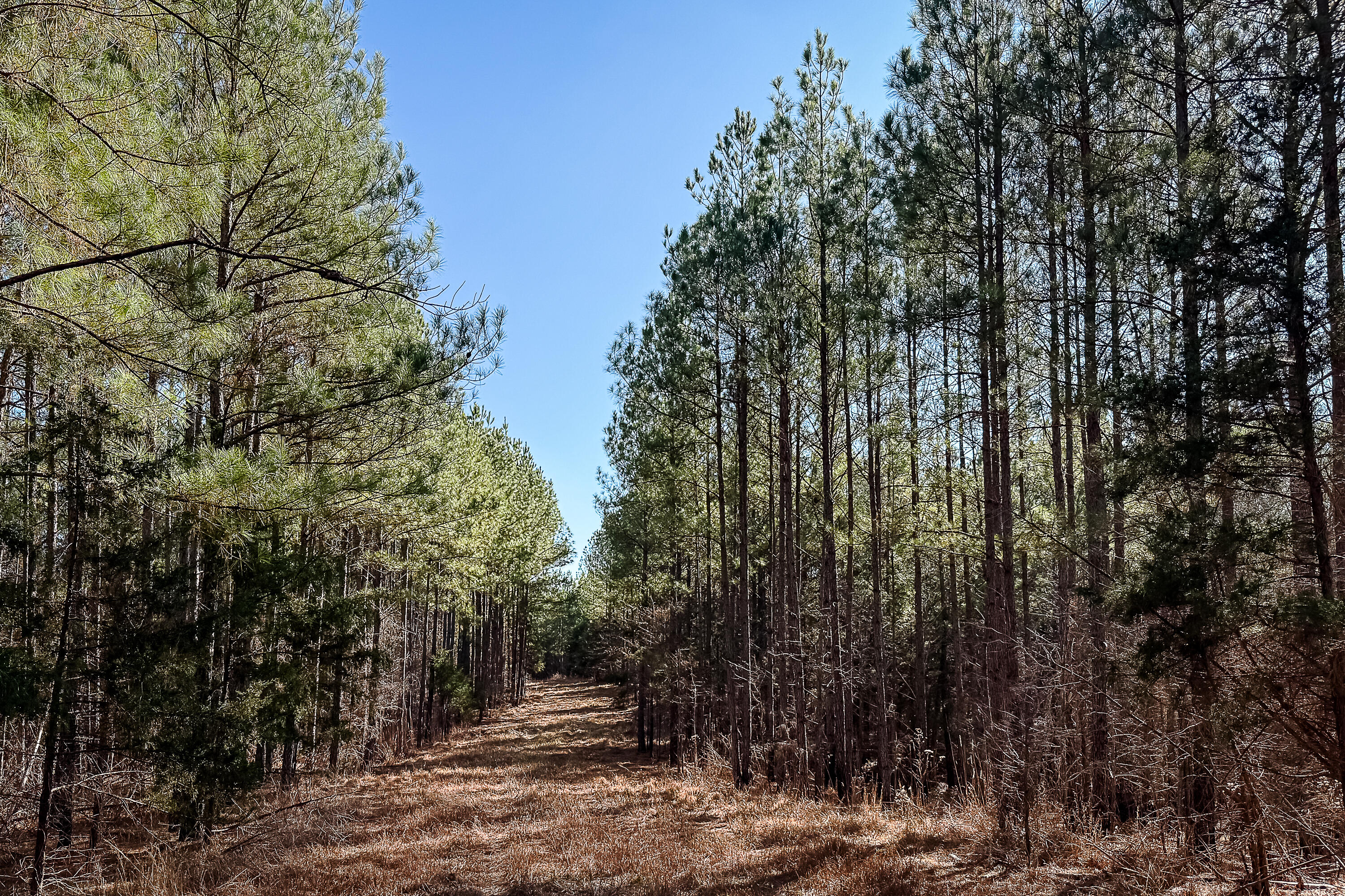 0 Leeds Road Carlisle, SC 29031 - Photo 21 of 29 Compass South Land Sales South Carolina