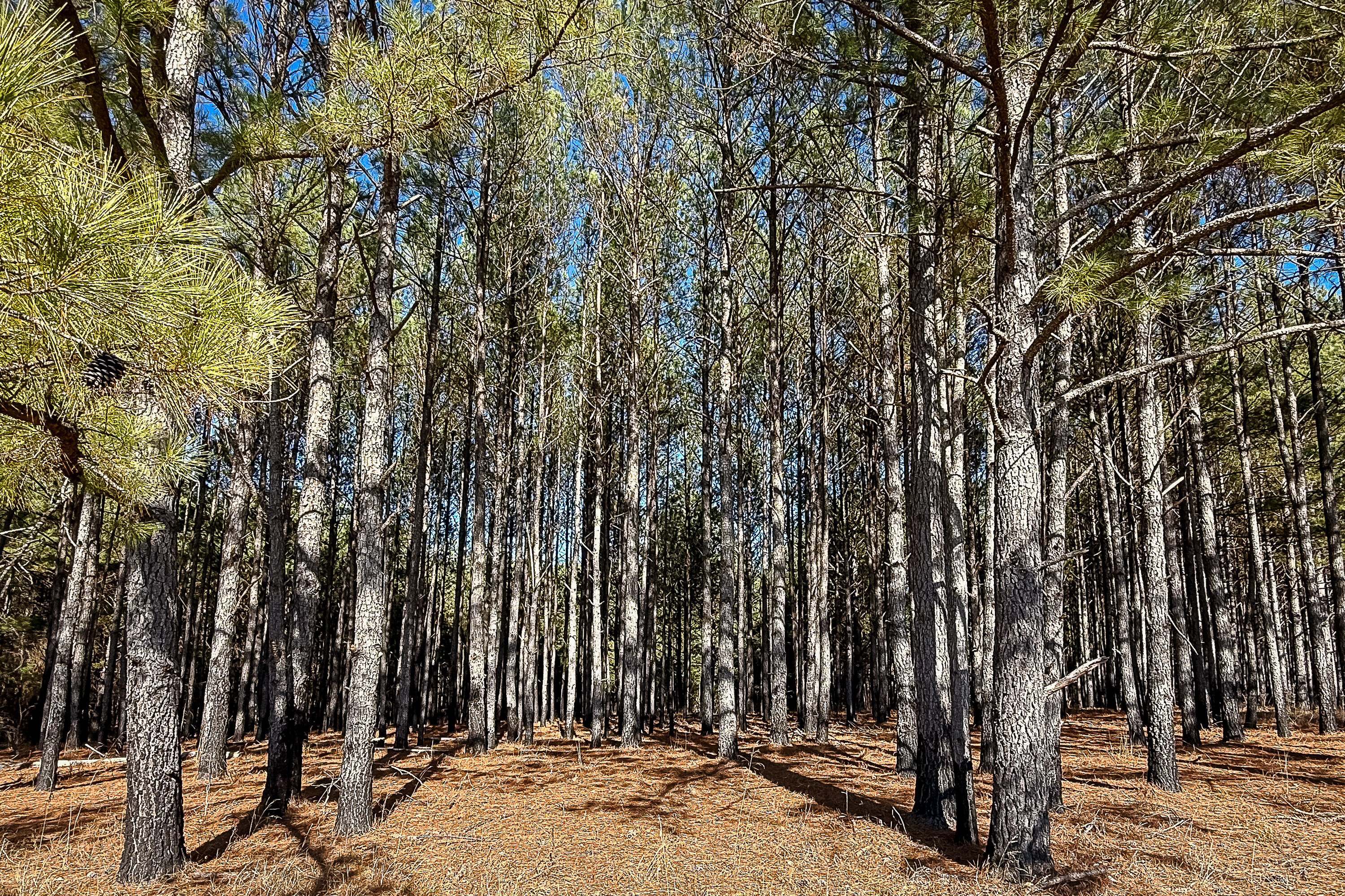 0 Leeds Road Carlisle, SC 29031 - Photo 23 of 29 Compass South Land Sales South Carolina