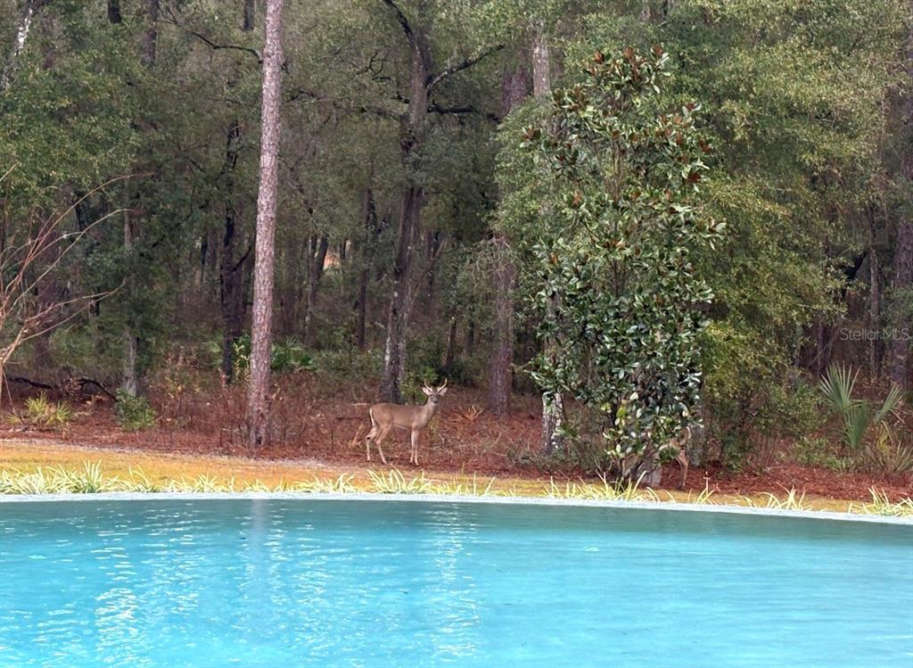 1985 Fatio Road DeLand, FL 32720 - Photo 66 of 70