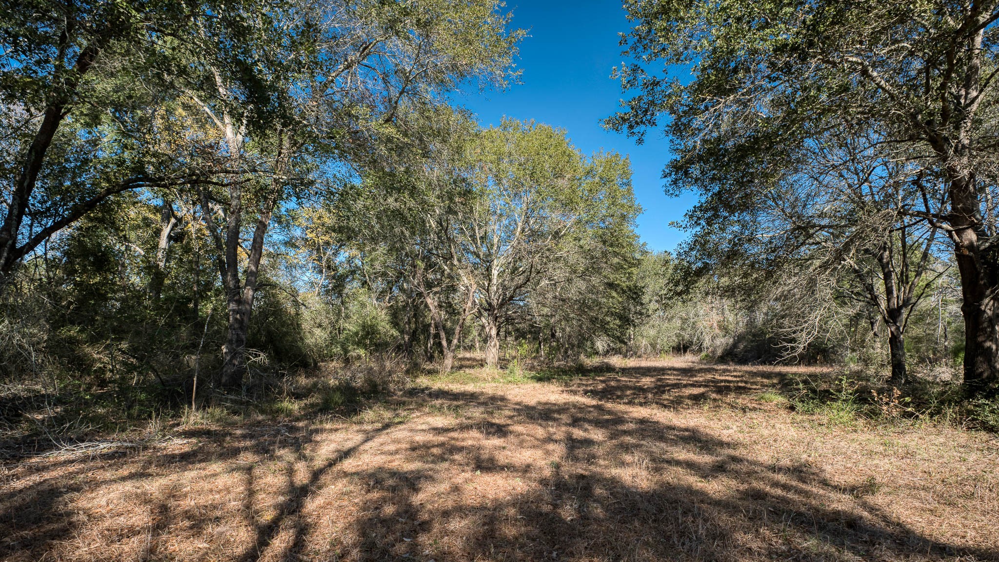 40934 Thomas Lane Hempstead, TX 77445 - Photo 37 of 50 a backyard of a house with lots of trees