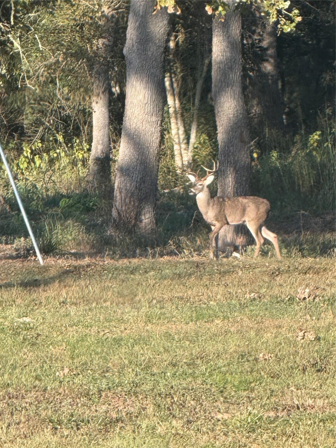 40934 Thomas Lane Hempstead, TX 77445 - Photo 48 of 50 a view of a yard