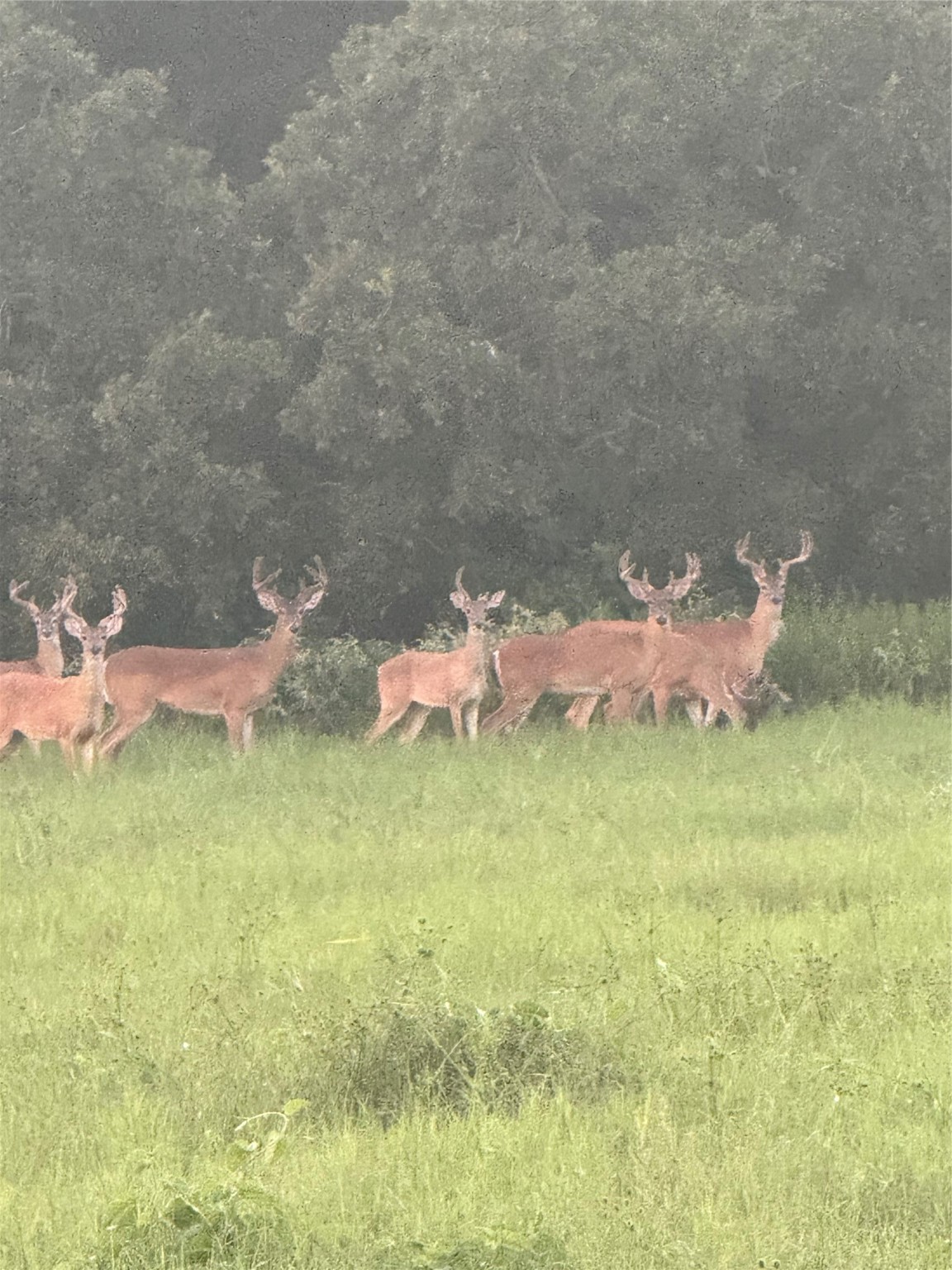 40934 Thomas Lane Hempstead, TX 77445 - Photo 49 of 50 a pink and white kitchen