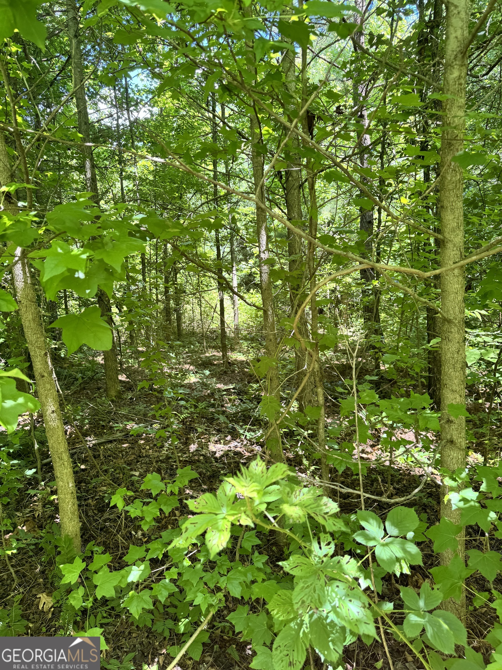 2883 Highway 441 Commerce, GA 30529 - Photo 8 of 12 a view of a lush green space