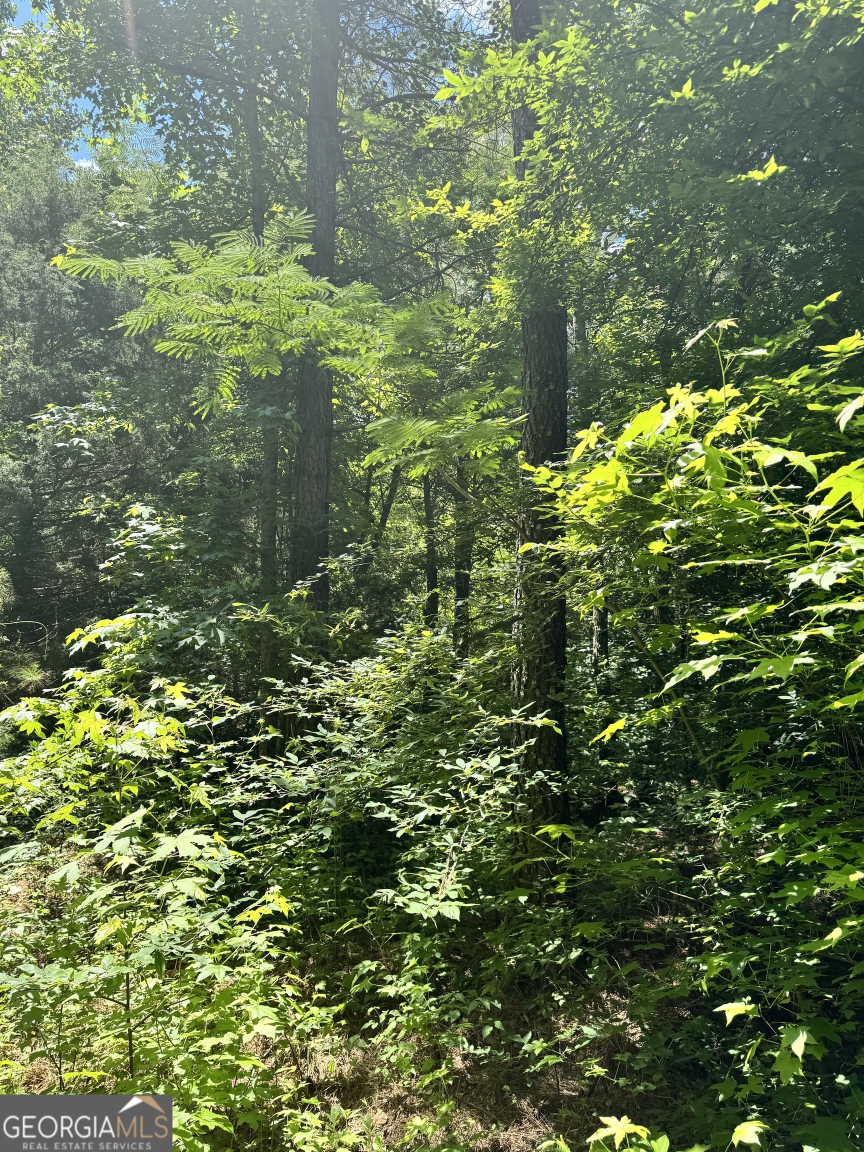 2883 Highway 441 Commerce, GA 30529 - Photo 9 of 12 a close up of a tree
