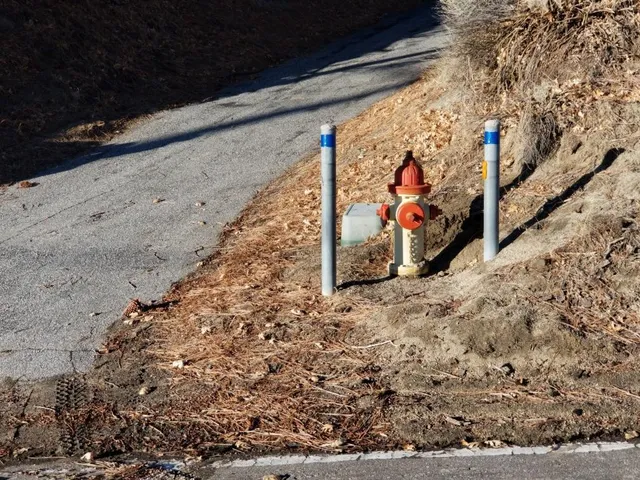 a view of a forest with a tree in the background