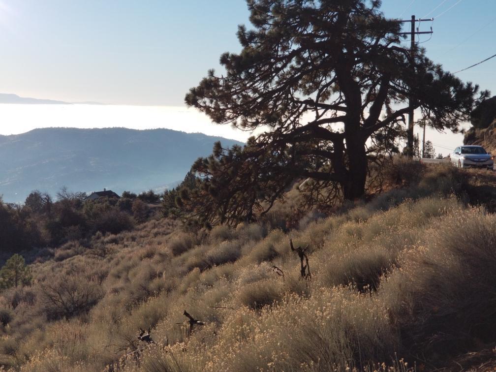 25400 Paramount Drive Tehachapi, CA 93561 - Photo 14 of 19 a view of a forest with a tree in the background