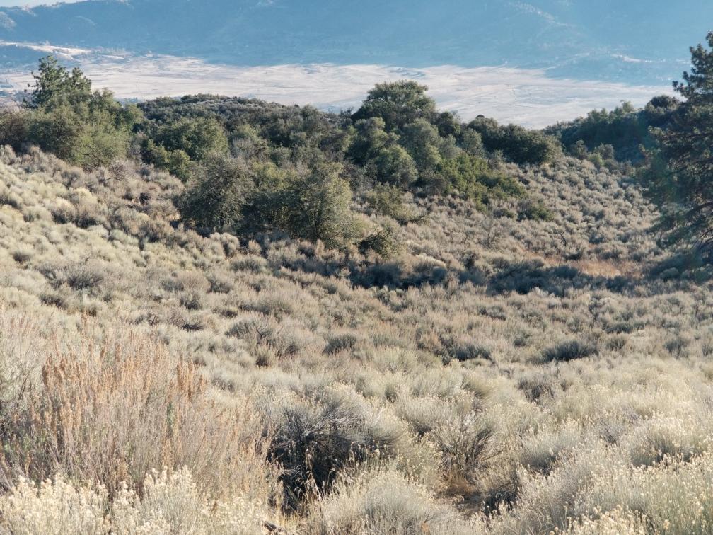 25400 Paramount Drive Tehachapi, CA 93561 - Photo 16 of 19 a view of a dry field with trees in the background
