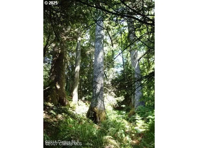 a view of a tree in a yard
