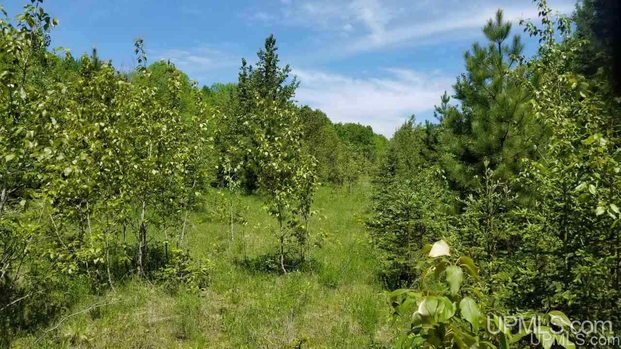 Tbd North Angeli Road, Unit 15 Iron River, MI 49935 - Photo 7 of 15